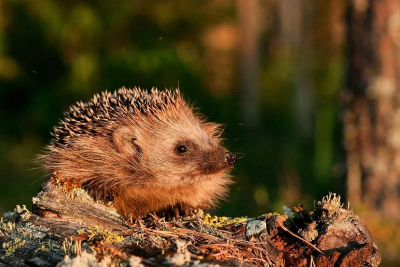 Микропластик обнаружен в большинстве мелких млекопитающих