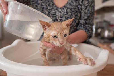 Как избежать травм и избавить пушистого питомца от стресса при купании