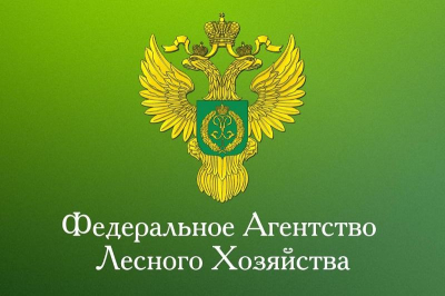 Счетная палата РФ: Рослесхоз не смог исполнить бюджет и потерял в доходах